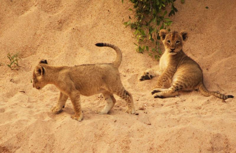Lions Cubs