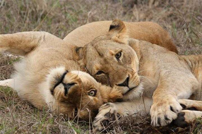 Lions cuddling at Sabi Sand