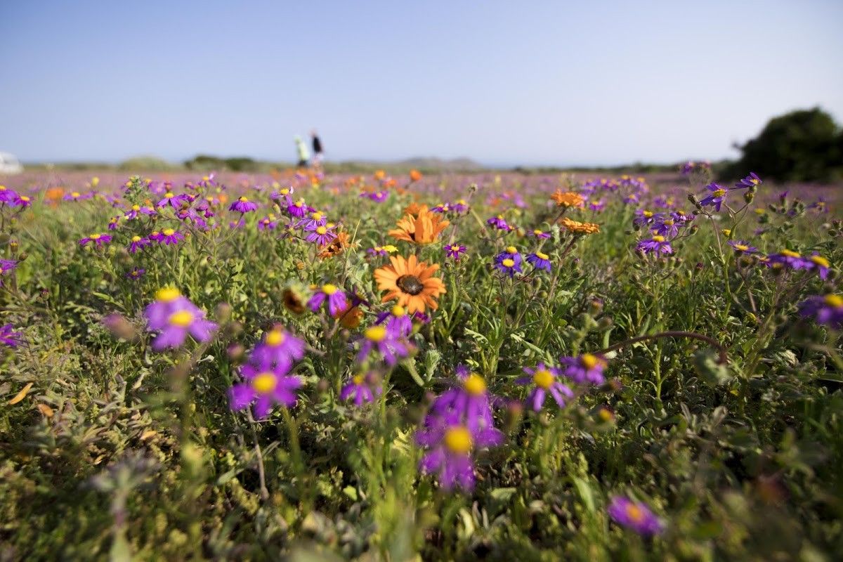 Primavera na África do Sul | A temporada das flores no Cabo Ocidental