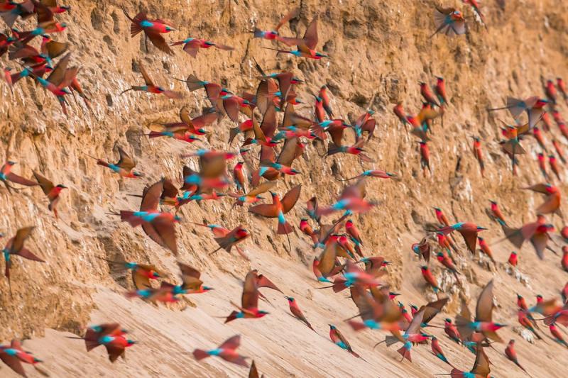 Carmine bee-eater at Time + Tide Mchenja Camp