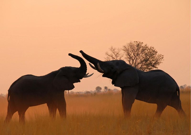 Two elephants photographed at sunset in Botswana at 4 Rivers Camp