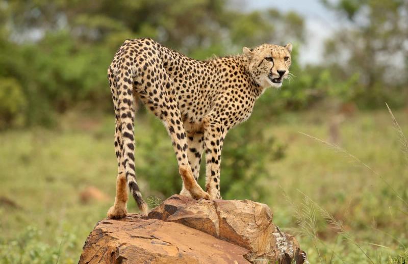 Ein Gepard in KwaZulu-Natal