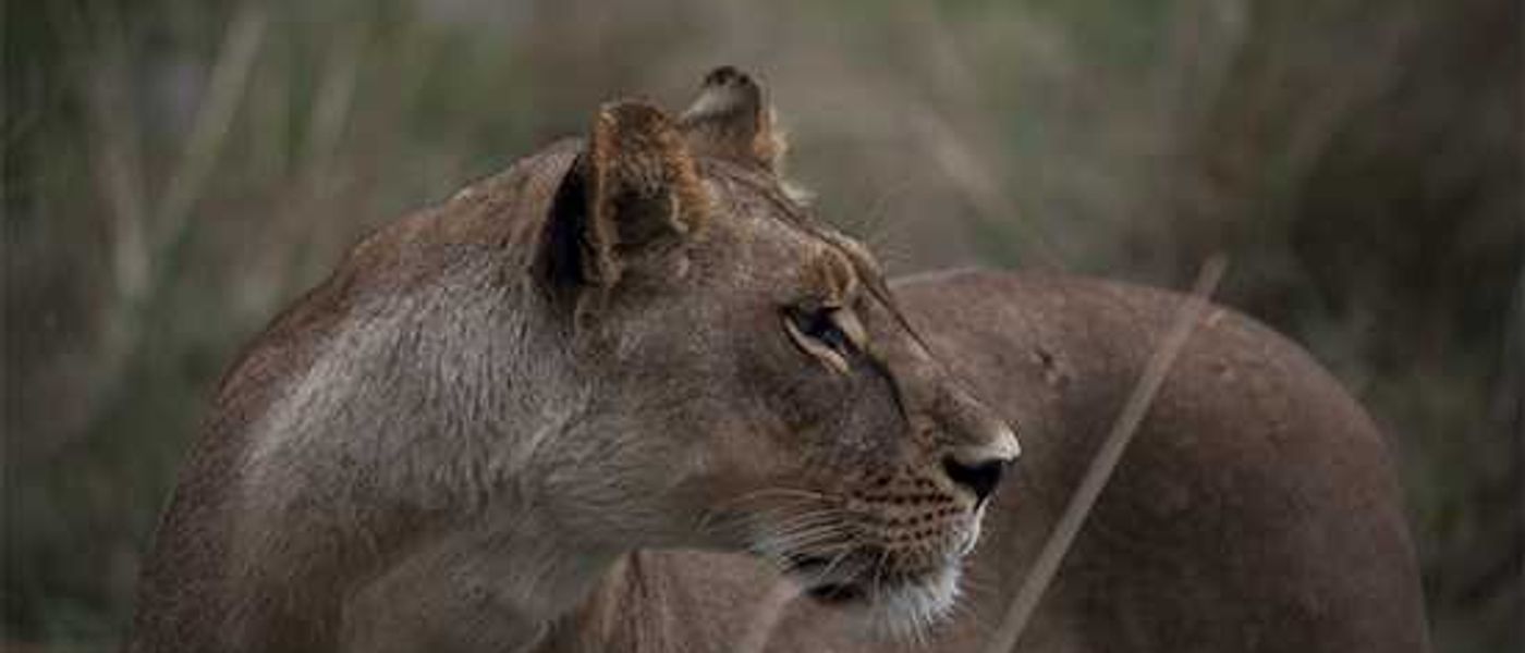 Riding in Cars with Lions