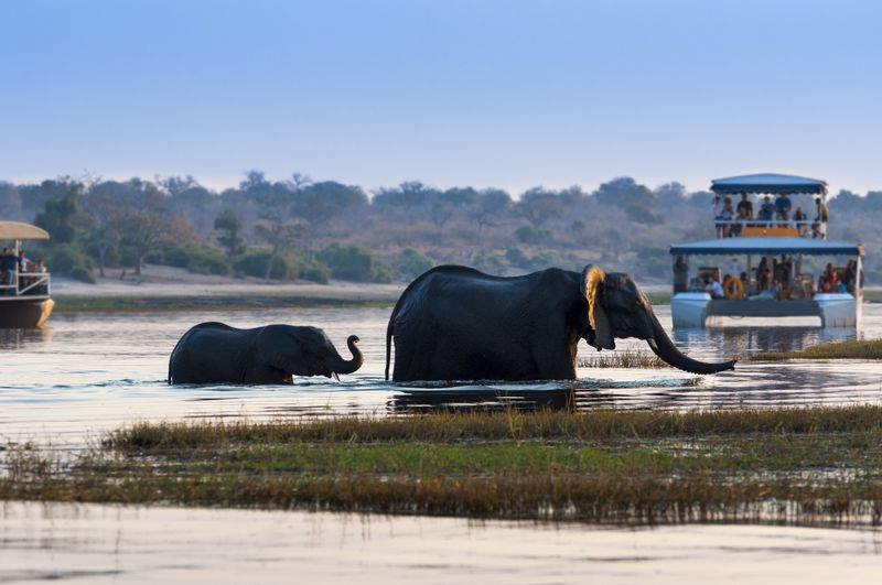 Boat tours offer uninterrupted views of elephants in the Chobe River