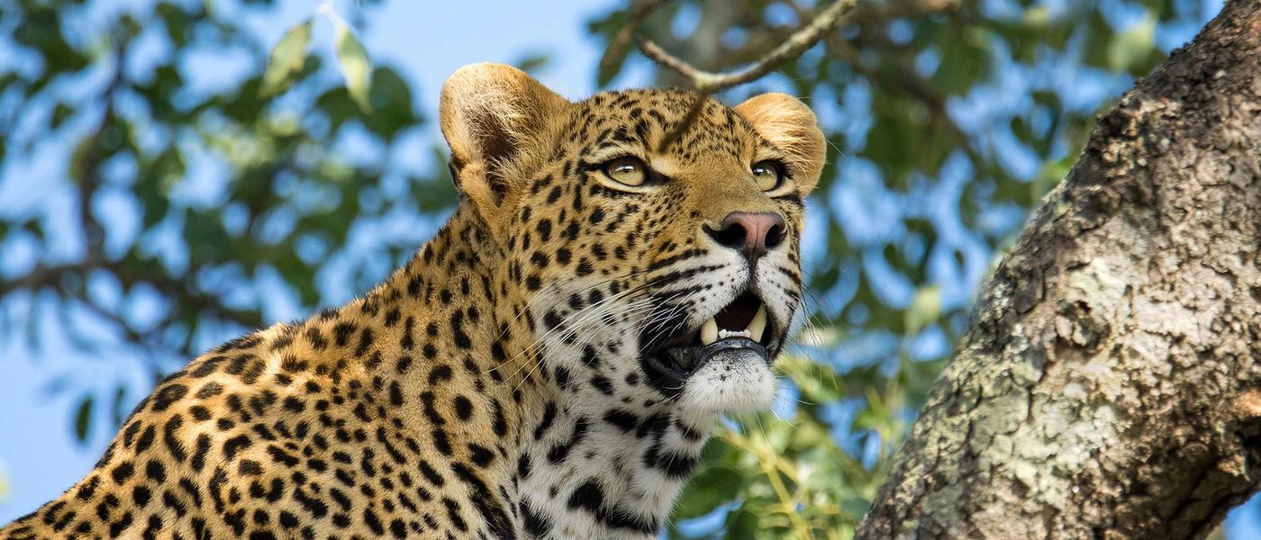 Enamórate de: el leopardo