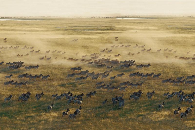 A vast herd of zebras and wildebeest charges across the golden grasslands, kicking up clouds of dust as they migrate in search of fresh grazing—an iconic sight during the best time to visit Botswana for a safari.