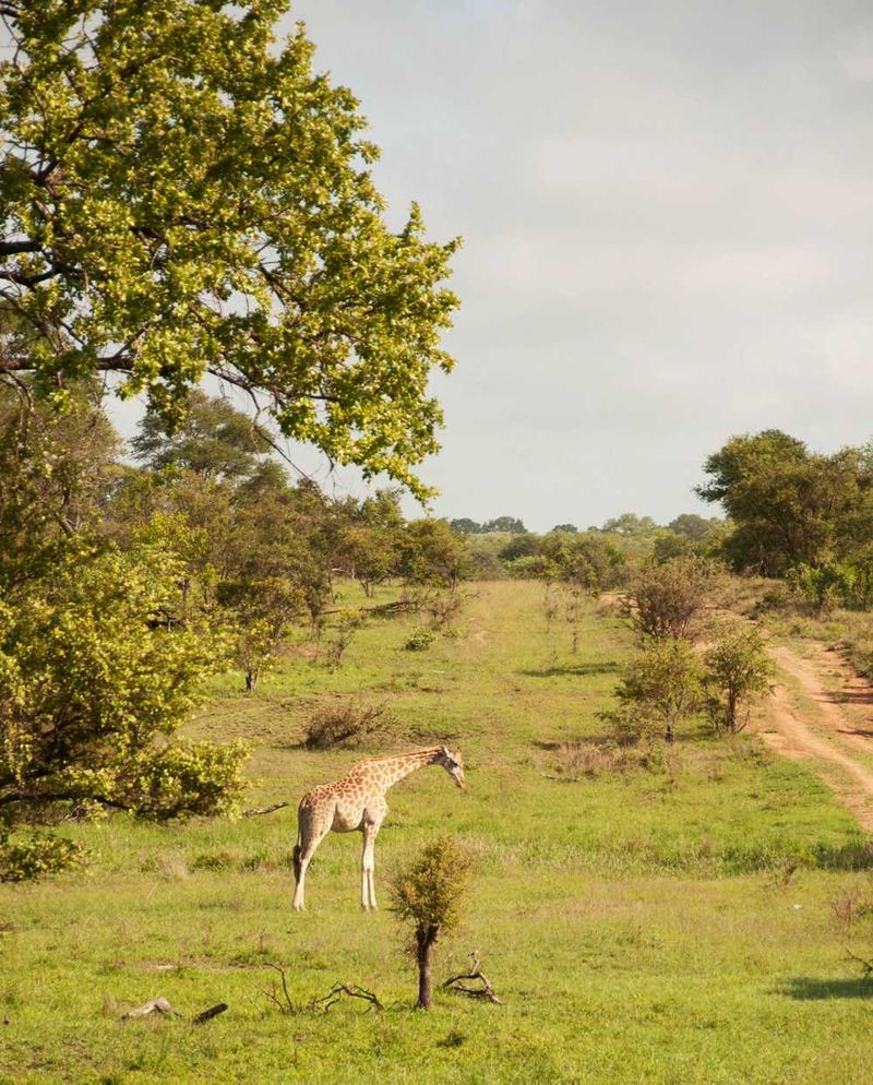 Eine einsame Giraffe im Busch