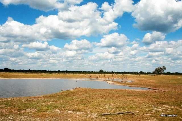 "We saw so much, so many different types of behavior, weavers building nests, dung beetles rolling their balls of elephant poo, saddle billed storks fishing, monitor lizards sticking out their tongues to catch an insect flying by, we saw seventeen giraffe walk in single file across a plain and come to a waterhole to drink (I got tears at that)...