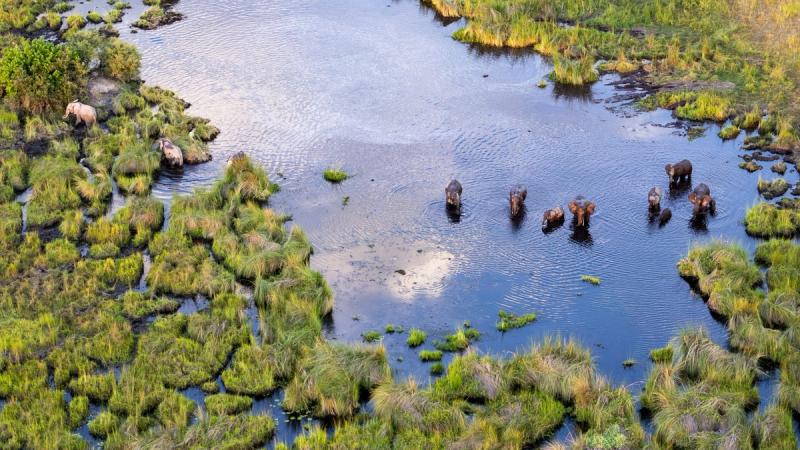 Elefanten im wasserreichen Okavango Delta aus der Vogelperspektive