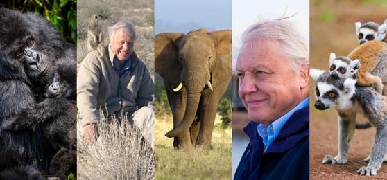 Sir David Attenborough’s Africa: A Century of Wonder