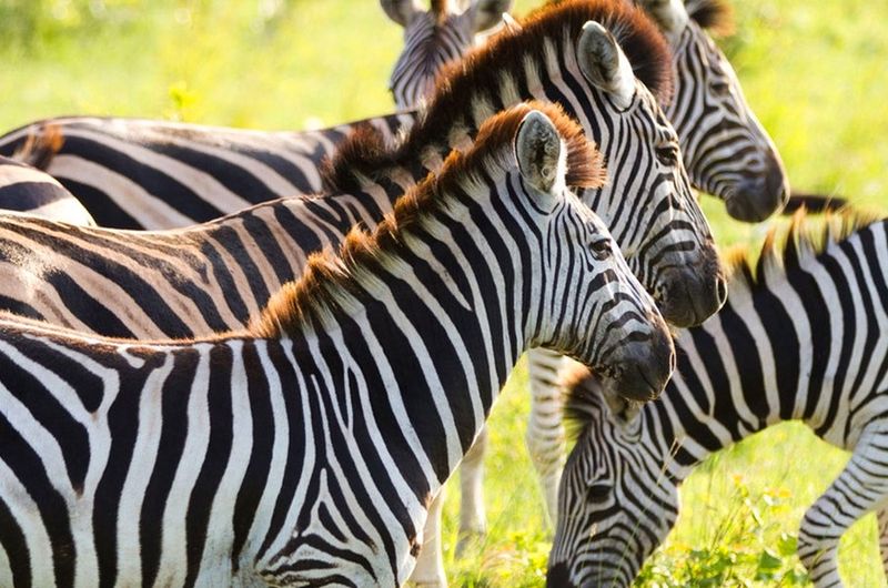 Zebras im Greater Krüger Nationalpark