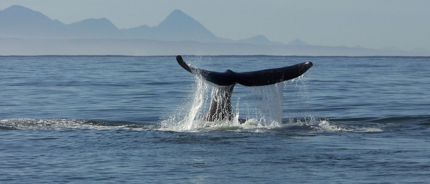 Conociendo a los "Cinco grandes del océano"