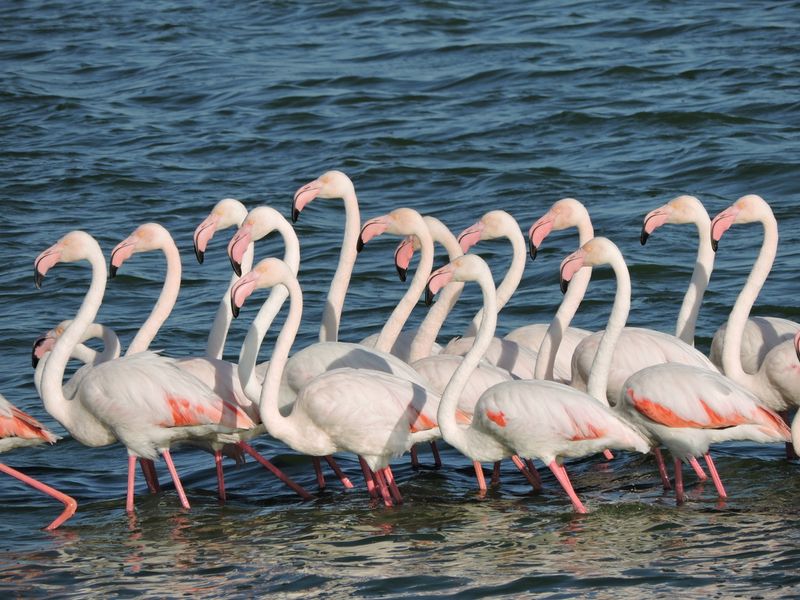 Wilde Tiere in Kapstadt: Flamingos im Wasser