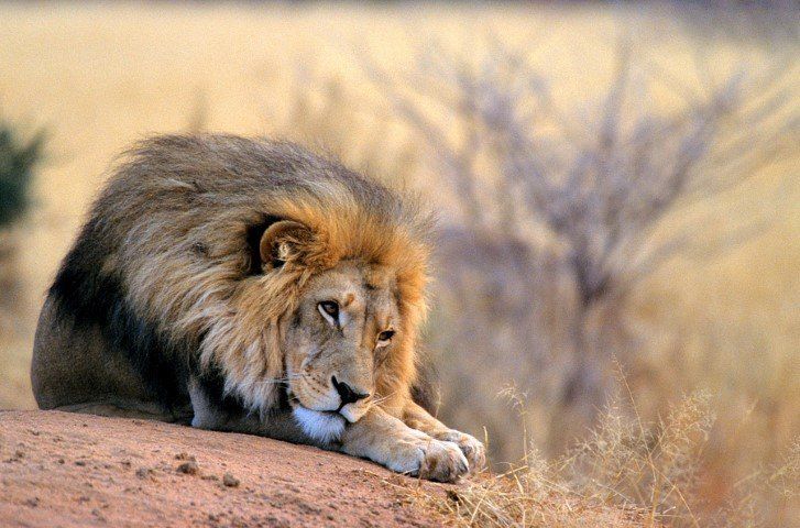 A lion having a rest on a rock