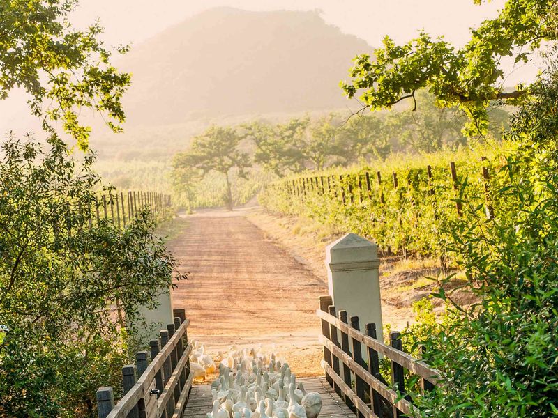 Babylonstoren gates to their vineyard.