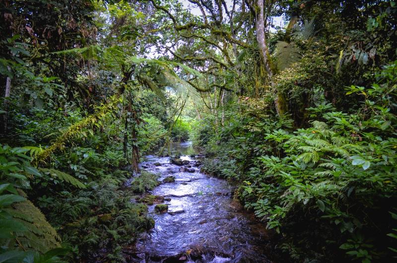 riacho em meio a uma floresta