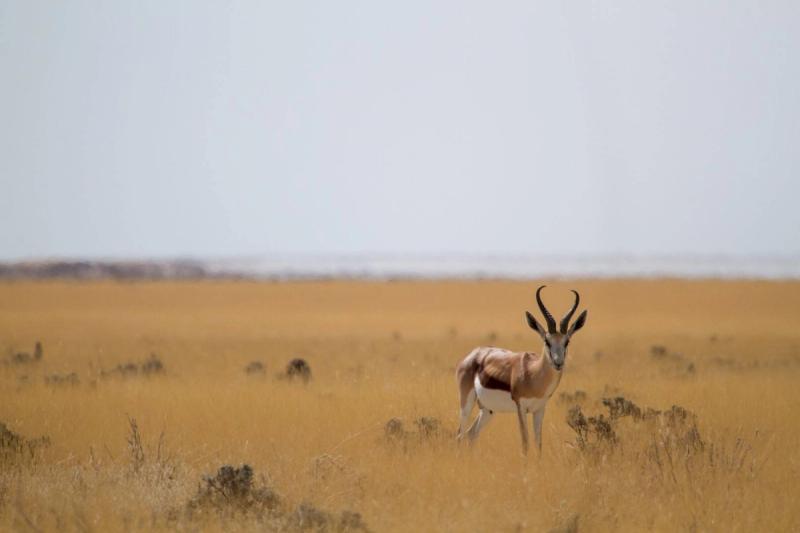 Springbock croisée lors d'un safari à Etosha en Namibie.