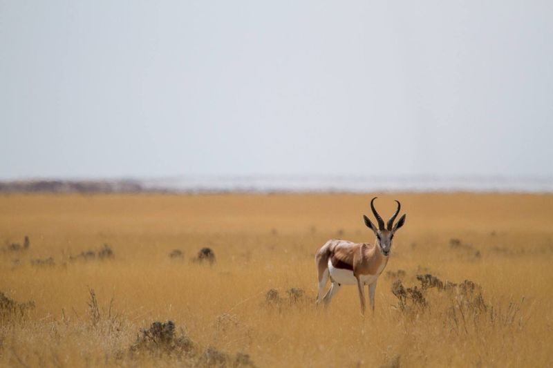 Springbock croisée lors d'un safari à Etosha en Namibie.