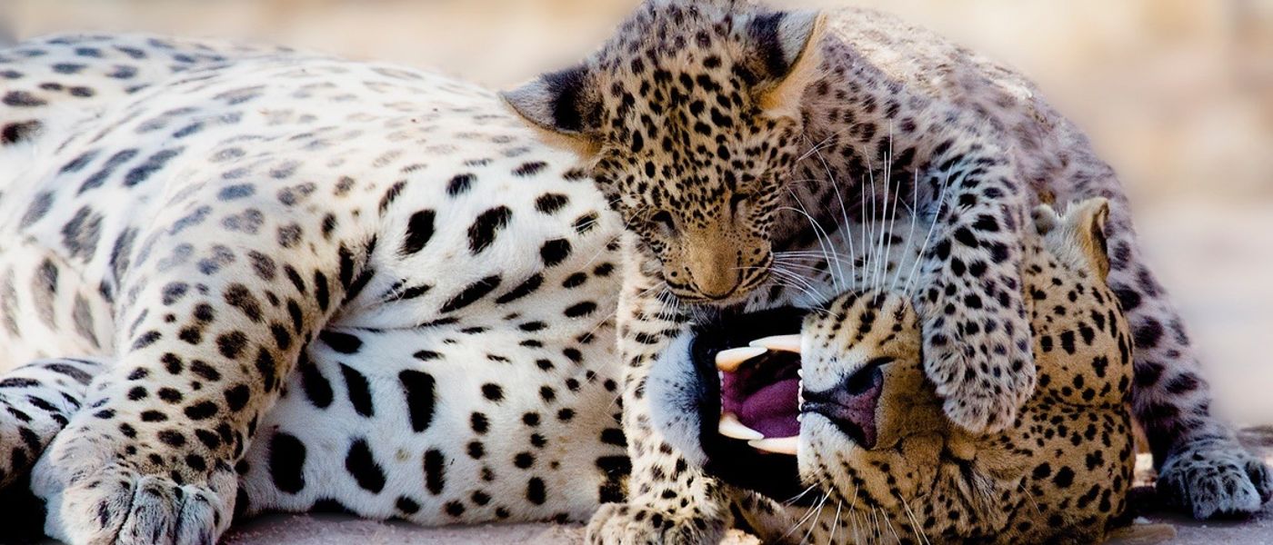 PHOTOS : Les familles d'animaux sauvages dans la Savane