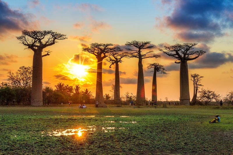 Avenue of baobabs with sunset