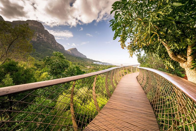 Canopy walkway Kirstenbosch National Botanical Garden