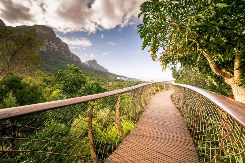 Canopy walkway Kirstenbosch National Botanical Garden
