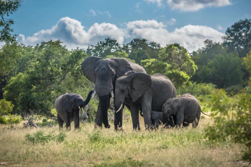 A herd of elephants gathers in the bush, undisturbed by any travel advisory misconceptions
