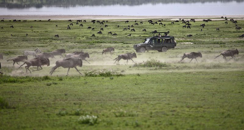 Gnu herds run across the plains of the Serengeti, one of the best national parks in Africa