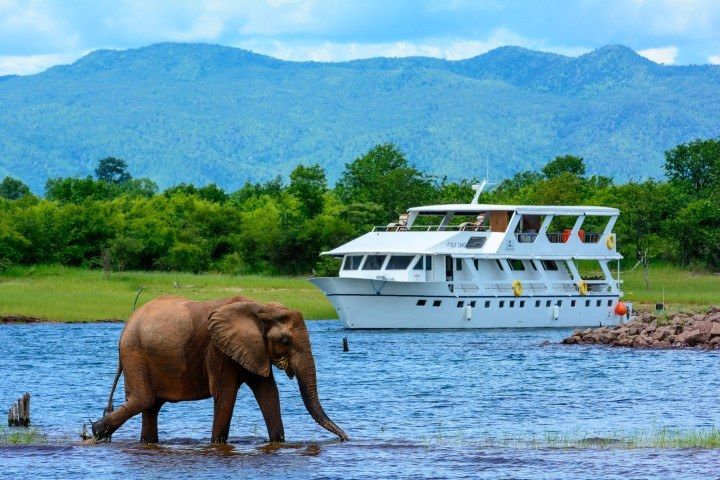 Der Luxuscruiser Matusadona auf dem Lake Kariba, wo ein Elefant durchs seichte Wasser läuft