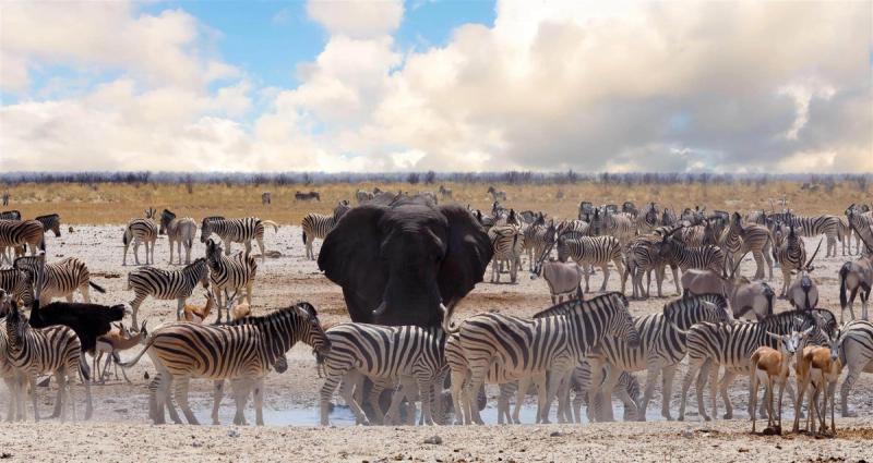 Wildlife gathering at a watering hole in Etosha National Park, one of the most famous national parks in Africa