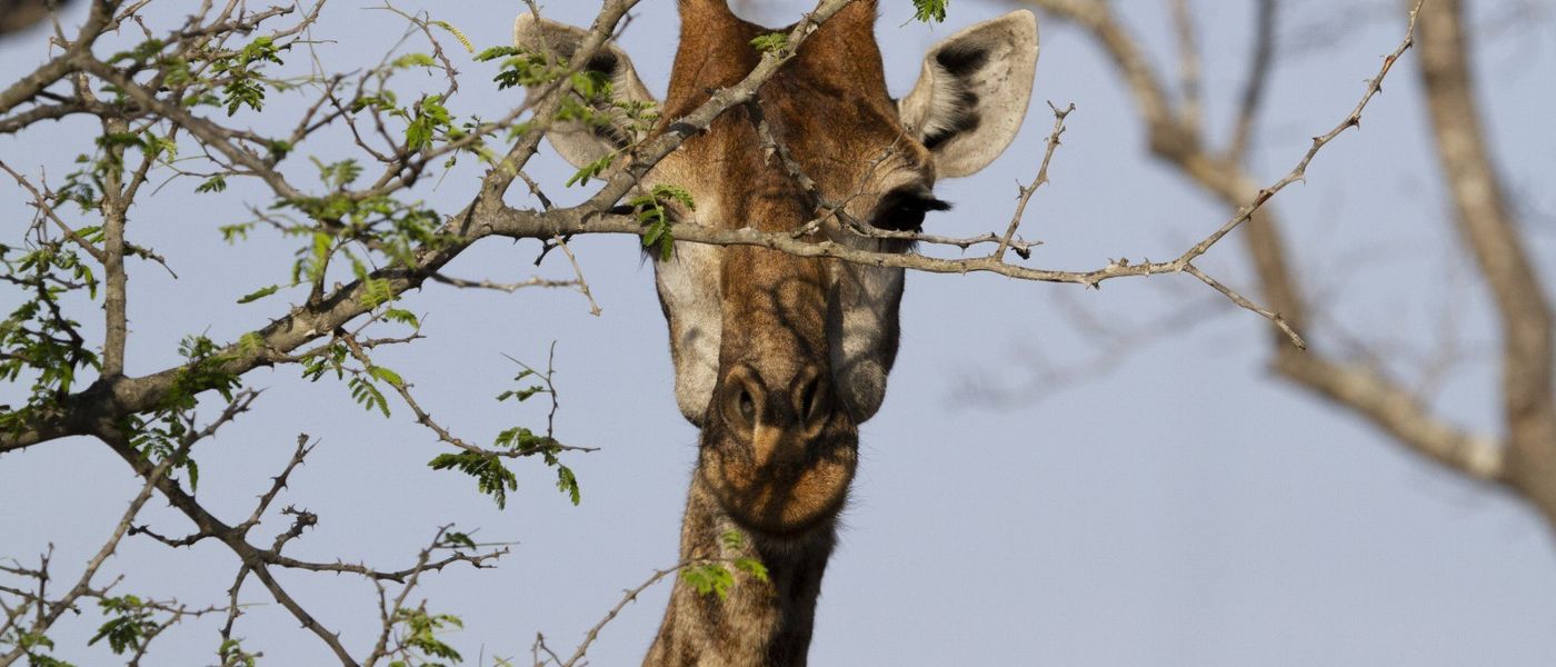 Quelle météo au Parc National Kruger ?