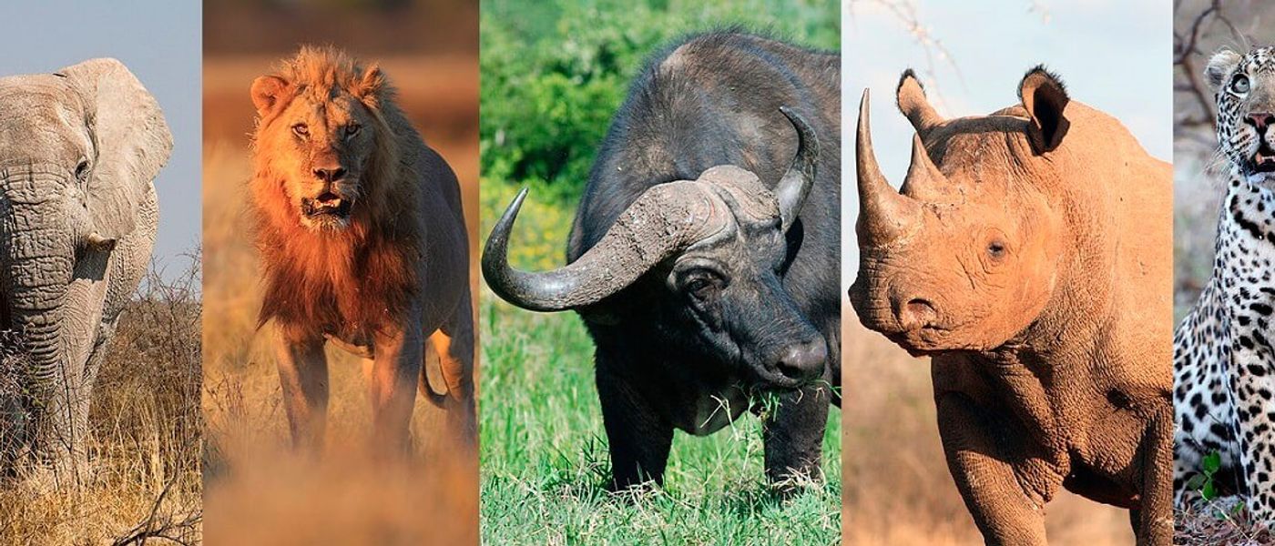¿Qué son los Big Five? | Conoce a los "Cinco Grandes" del safari