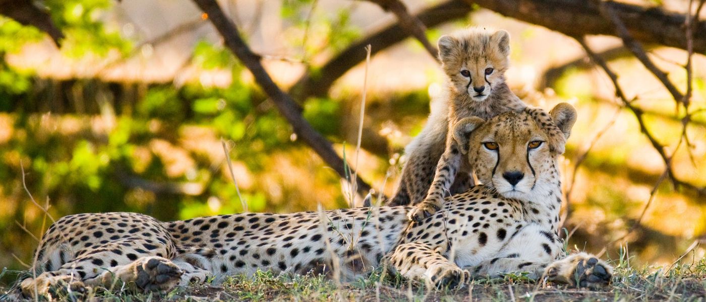 Do I Need a Visa for Africa to Go on a Safari With Rhino Africa?