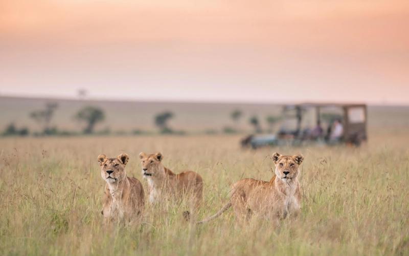 Three lionesses lock eyes in the grass as a safari vehicle pauses behind them