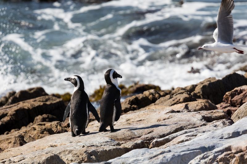 Two African penguins stand on coastal rocks near the ocean en route to whale watching in Hermanus