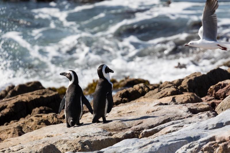 Two African penguins stand on coastal rocks near the ocean en route to whale watching in Hermanus