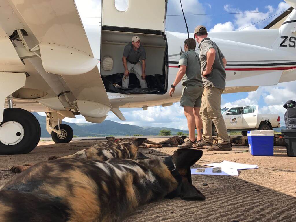 Opération de sauvetage des chiens sauvages d'Afrique au Mozambique