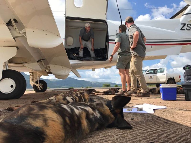 Wildlife ACT relocating wild dogs to a safe nature reserve in Africa