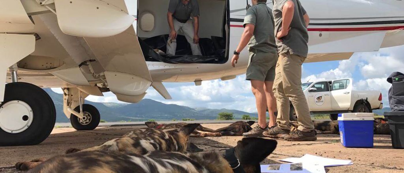 Opération de sauvetage des chiens sauvages d'Afrique au Mozambique