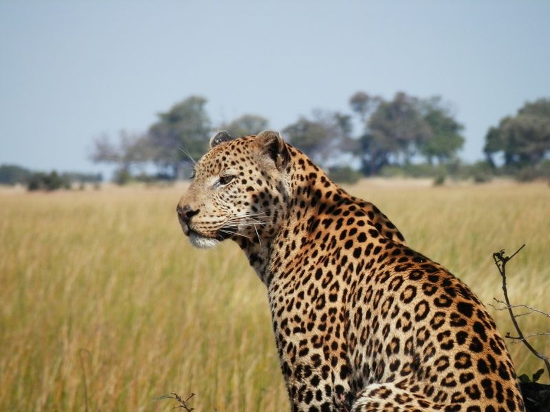 Leopardo no Delta do Okavango.