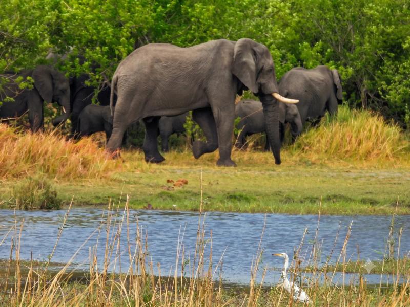 African elephant walking beside a floodplain in the Okavango Delta.