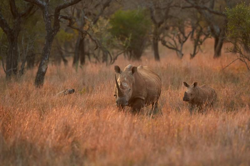 Endangered White rhinoceros, calf and mother