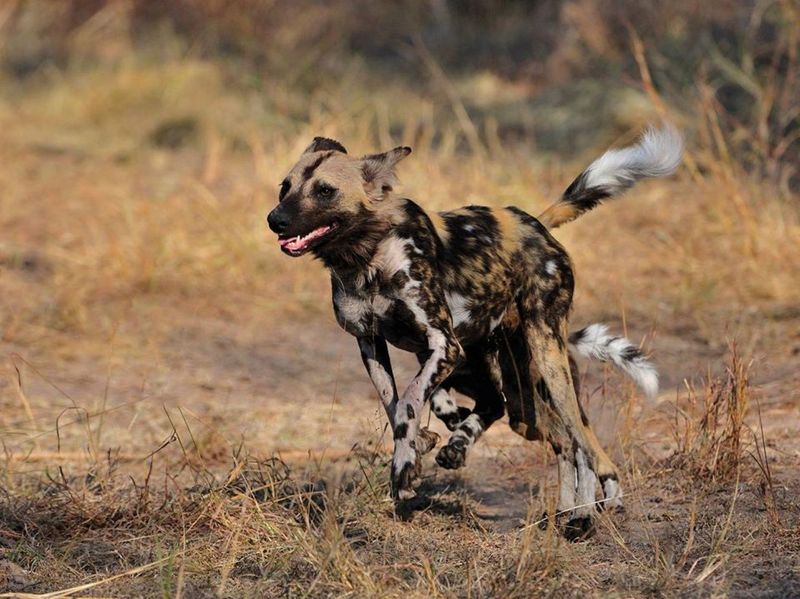 An endangered African wild dog running