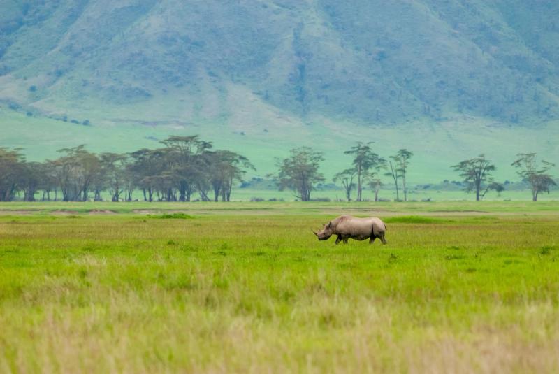 Black Rhino in Ngorongoro Conservation area