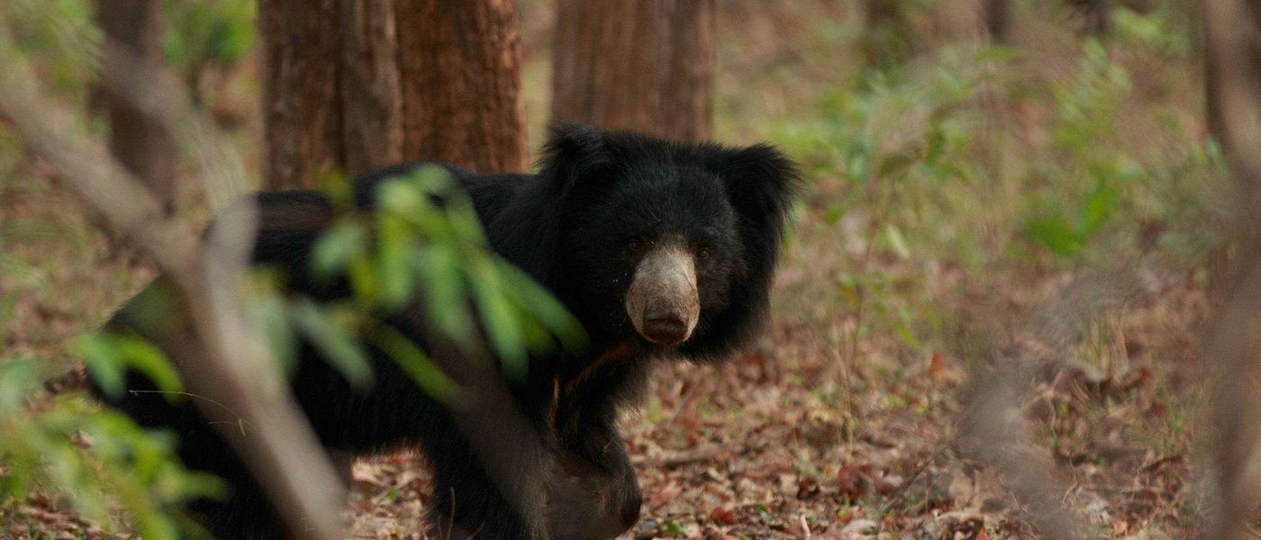 8 Weird and Wonderful Indian Animals