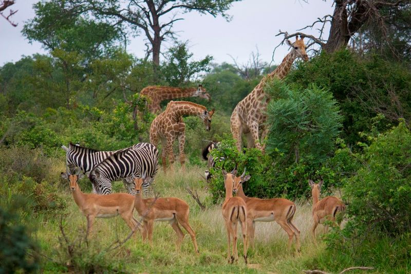 Beeindruckende Tiersichtungen auf Pirschfahrt mit der Senalala Safari Lodge im Klaserie Game Reserve