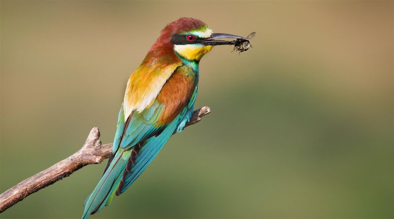 Gros plan sur un guêpier perché sur une branche à l'ile Impalila en Namibie