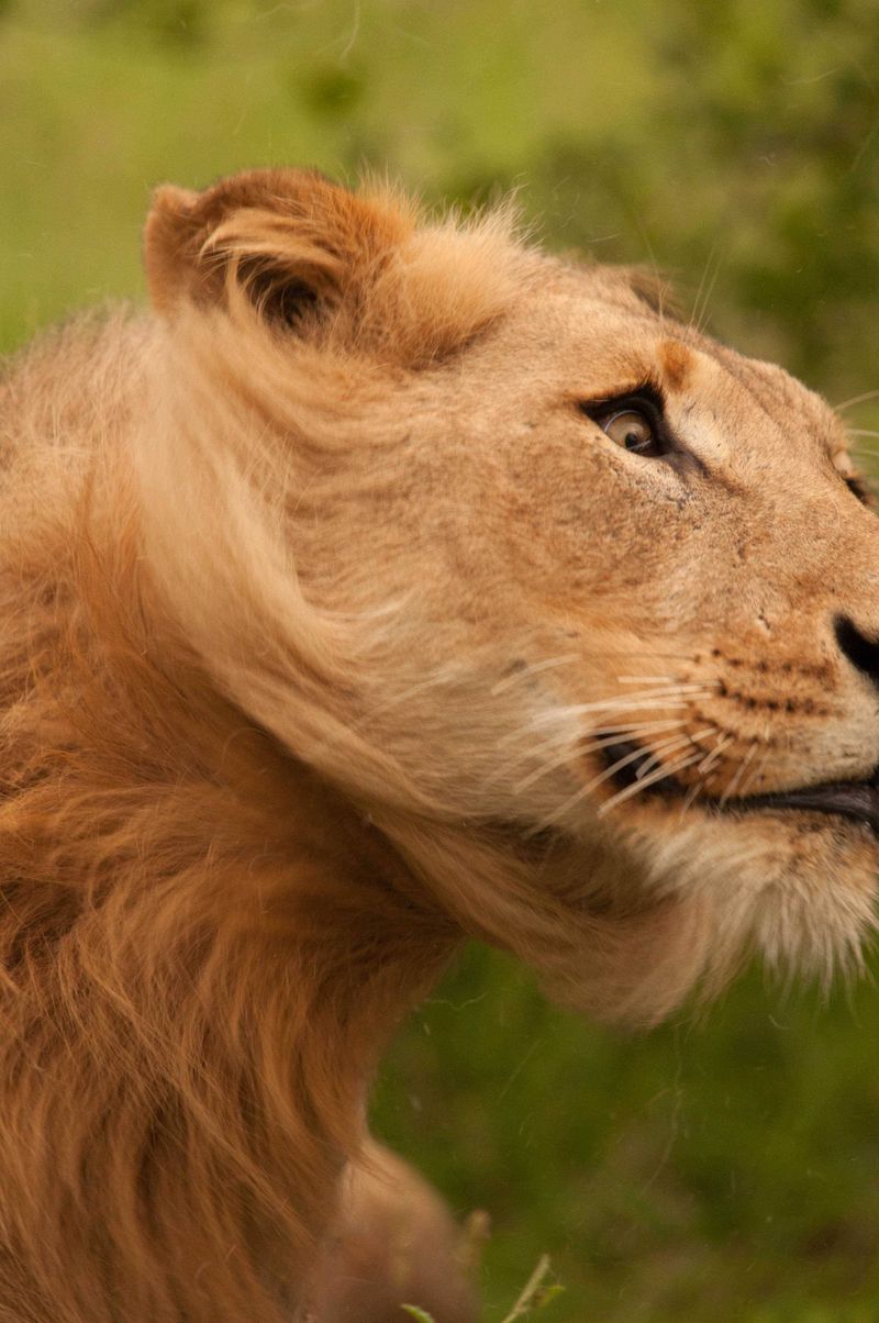 The Lion King