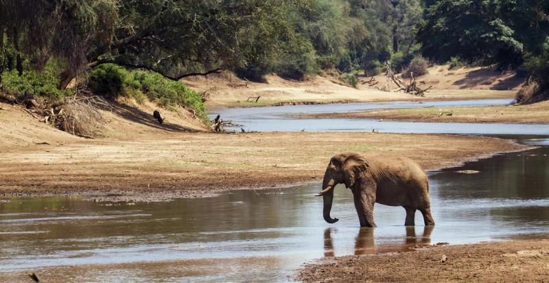 Bebê elefante no Kruger Park