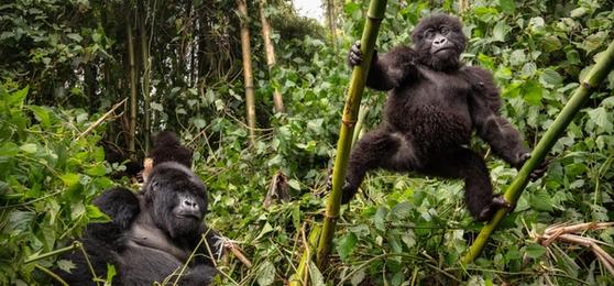 Rwanda vs Congo Gorilla Trekking: The Ultimate Showdown